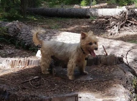 Trail Creek Campground
