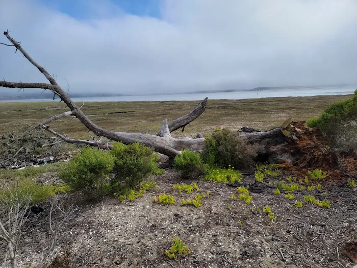 Morro Bay State Park Campground Picture 2
