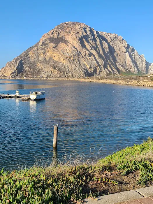 Morro Bay State Park Campground Picture 10