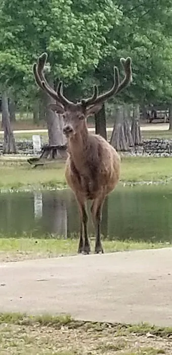 Magnolia RV Park and Family Campground Picture 1