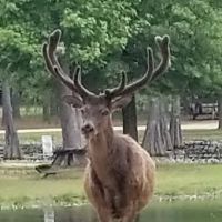 Magnolia RV Park and Family Campground ico