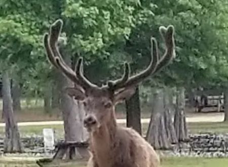 Magnolia RV Park and Family Campground