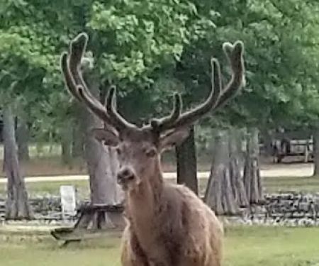 Magnolia RV Park and Family Campground