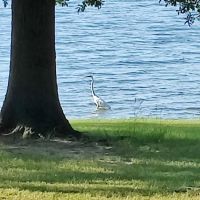 Camp Kiwanis on Pat Mayse Lake ico