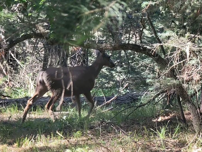 East Fork Campground Picture 3