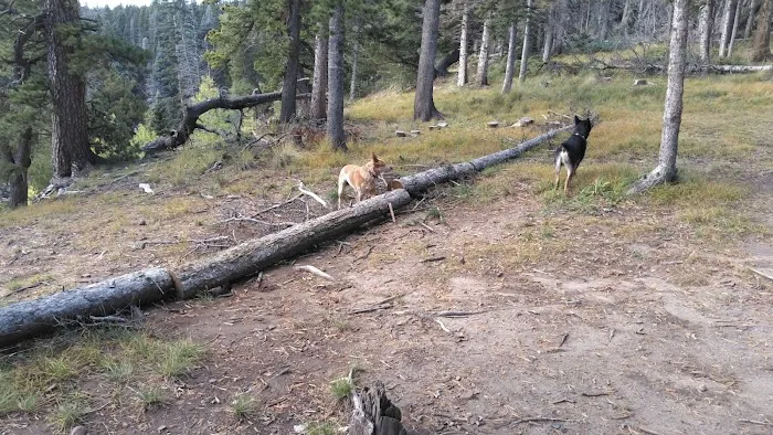 Upper Lagunitas Campground Picture 1