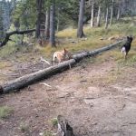 Upper Lagunitas Campground