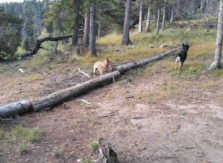 Upper Lagunitas Campground