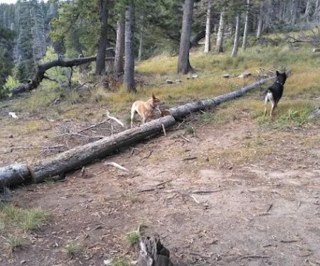 Upper Lagunitas Campground