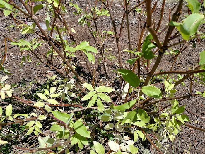 Lower Lagunitas Campground Picture 9