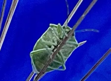 Maxwell Trail Head