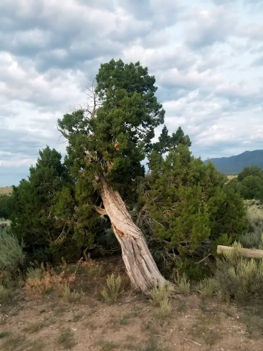 Cebolla Mesa Campground Picture 4