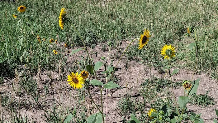 Maverick Campground Picture 8
