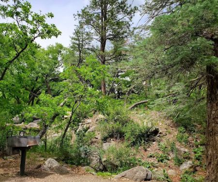 Lake Alice Campground