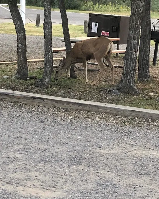 Lake Alice Campground Picture 7