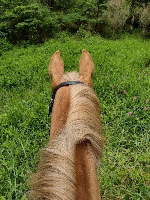 Horse Camp Picture 1