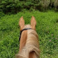 Horse Camp ico