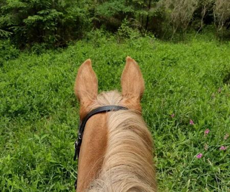 Horse Camp