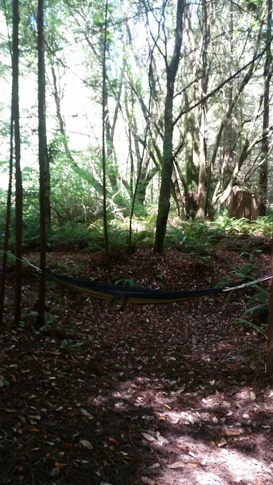 Camp One, Jackson State Demonstration Forest Picture 4