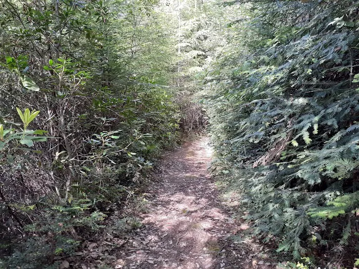 Camp One, Jackson State Demonstration Forest Picture 9