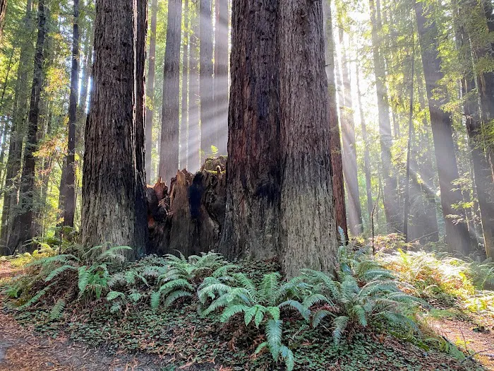 Mendocino Woodlands Camp Association Picture 8