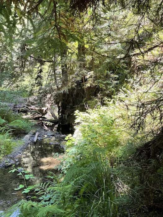 Paul Dimmick Campground Picture 8