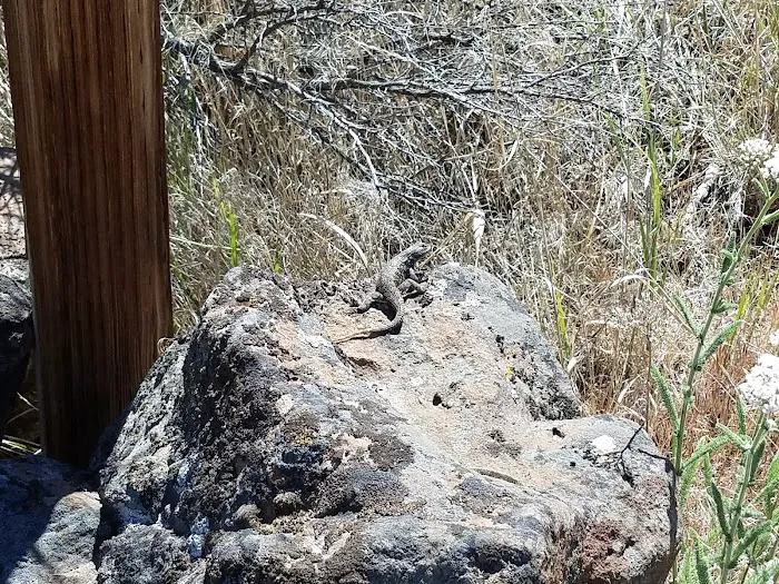 Dry Creek Campground Picture 6