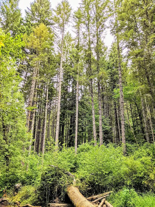 Alsea Falls Campground Picture 5