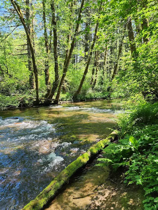 Alsea Falls Campground Picture 6