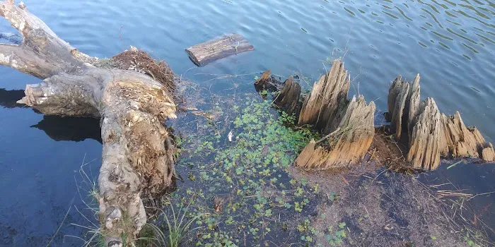 Upper Lake Creek Picture 9