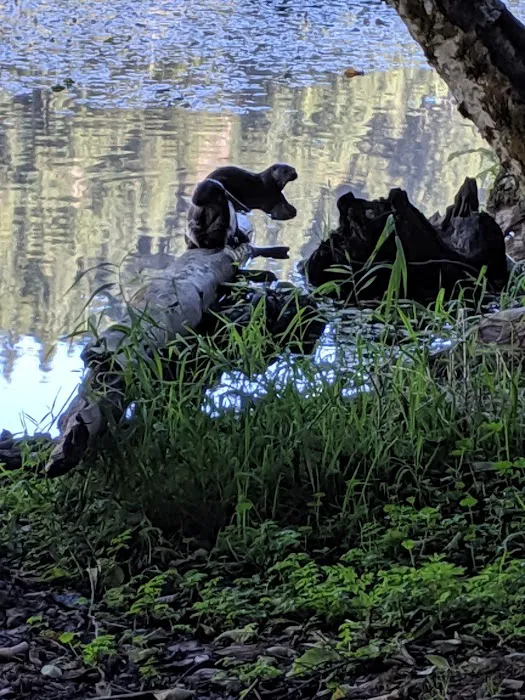 Upper Lake Creek Picture 2