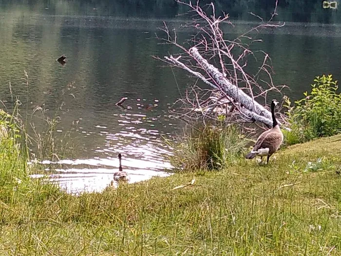 Upper Lake Creek Picture 10
