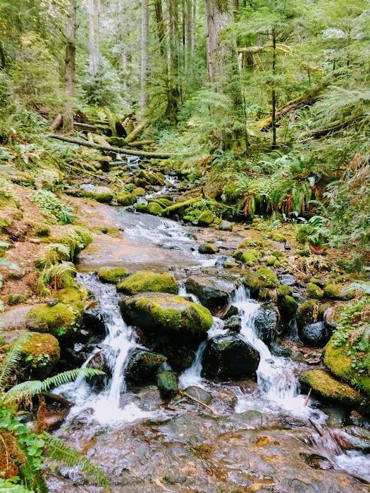 Marys Peak Campground Picture 7