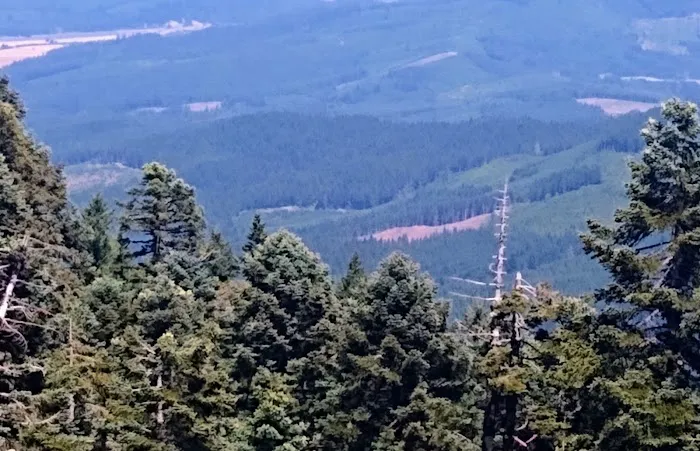 Marys Peak Campground Picture 1