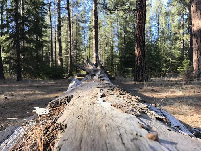 Jack Creek Campground Picture 6