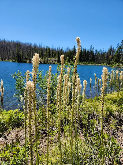 Lower Lake Campground Picture 3