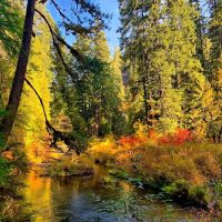 Limberlost Campground ico