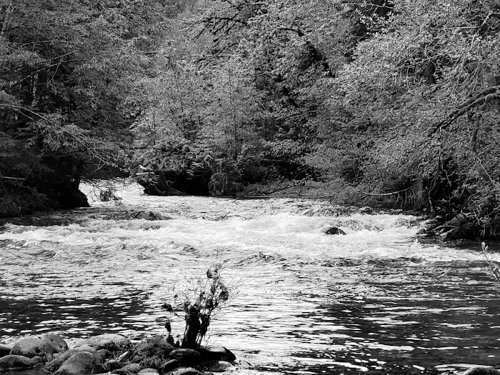 McKenzie Bridge Picture 6