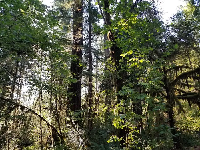 McKenzie Bridge Picture 4