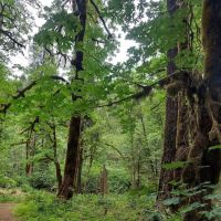 Horse Creek Group Campground ico