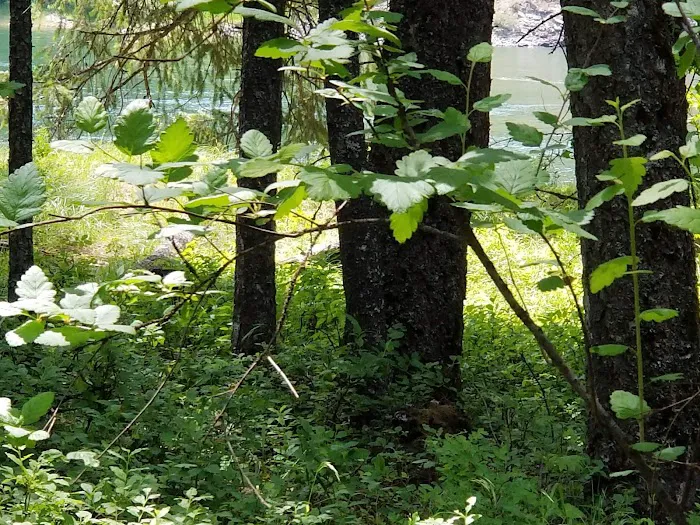 Pioneer Park Campground Picture 9