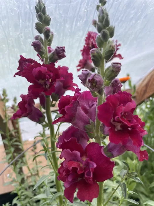 Nature Sings Farm and Gardens LLC Picture 3