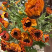 Nature Sings Farm and Gardens LLC ico