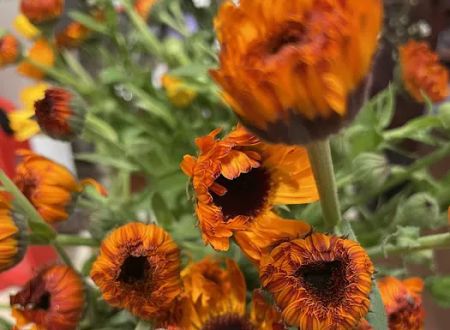 Nature Sings Farm and Gardens LLC