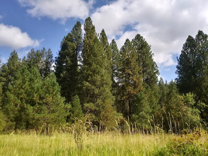 Liberty Lake Regional Park Camp Ground Picture 8
