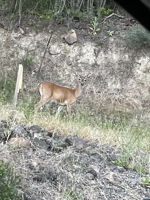 Bell Bay Campground Picture 7