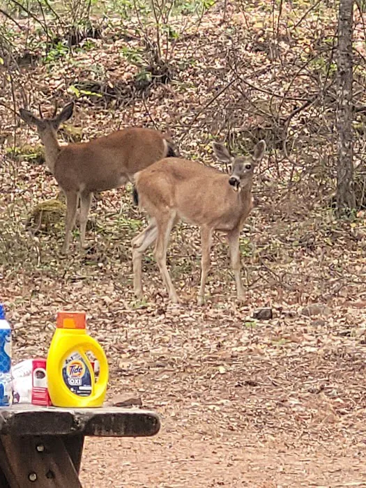 Matthews Creek Campground Picture 10