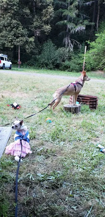Bluff Creek Campground Picture 9
