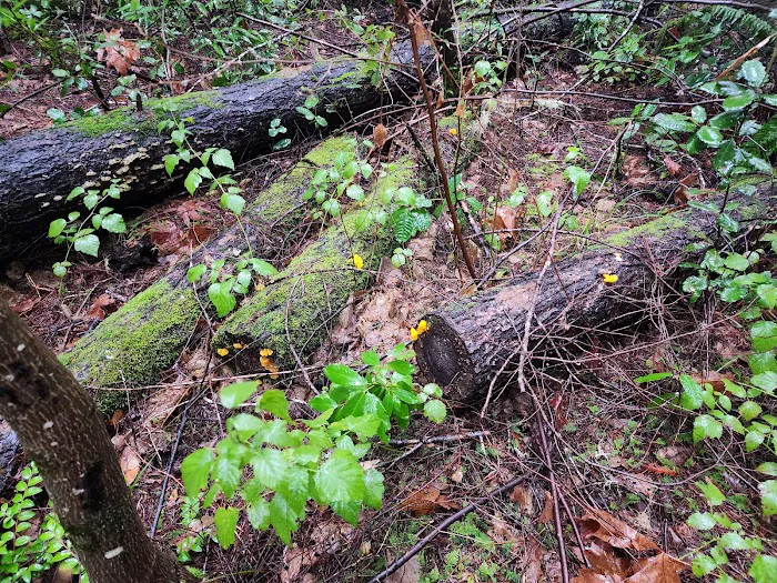 Rock Creek Campground Picture 8