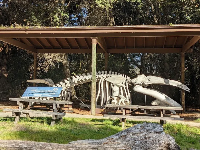 Westpine Campground | MacKerricher Picture 3
